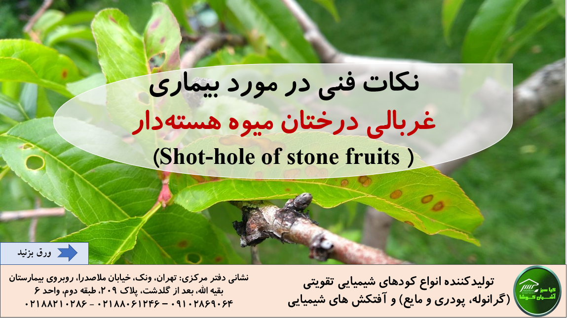 Technical points about fruit tree leaf spot disease