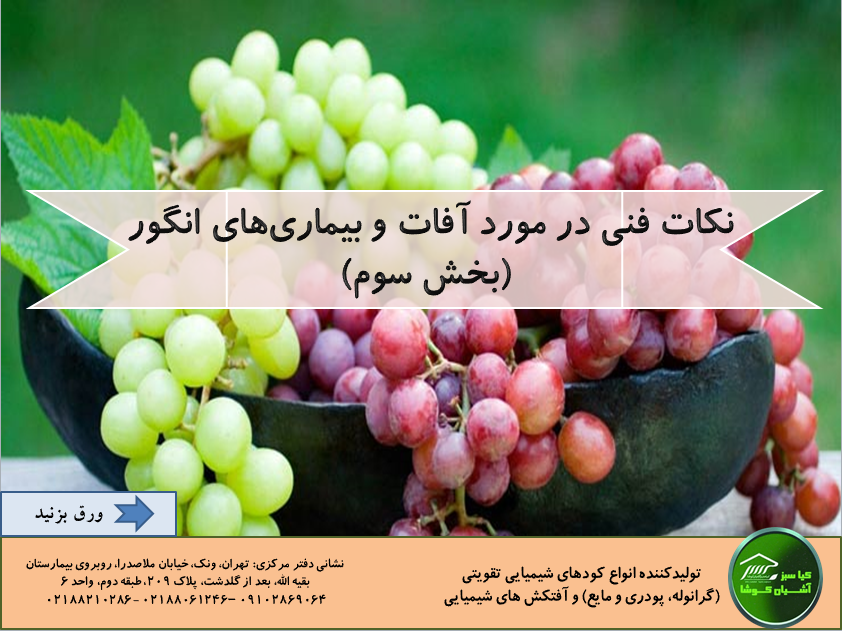 Important diseases of grape