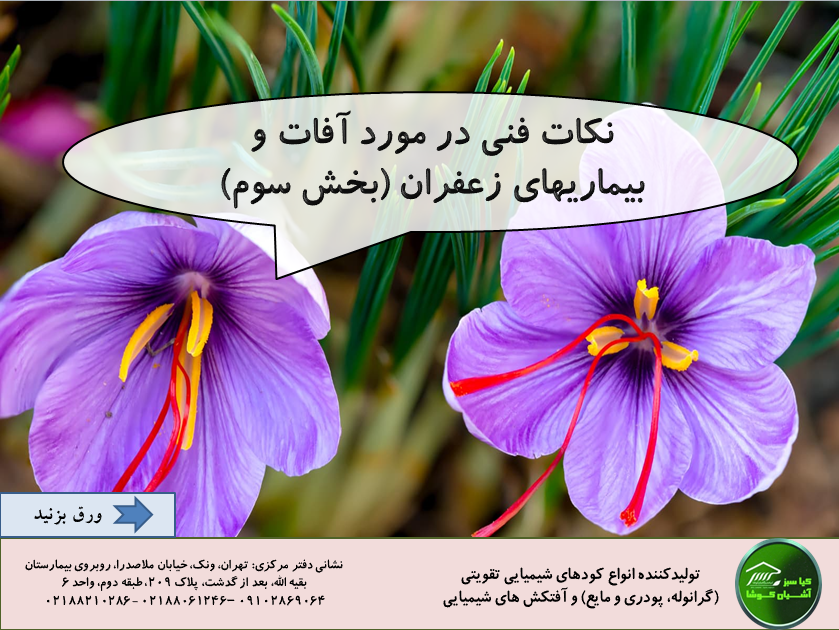 Important diseases of saffron