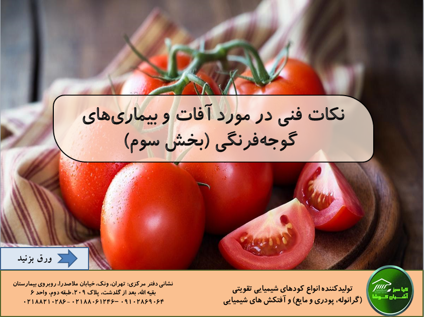 Important tomato diseases
