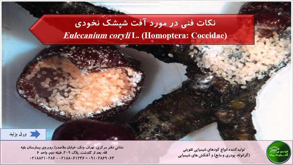 Eulecanium coryli L. as a pest of fruit trees