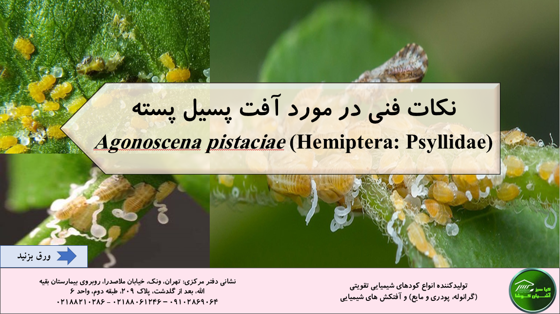 Technical points about pistachio psyllid